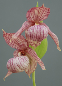 Cypripedium 'Michael'